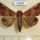 62482p Noctuidae Ogovia pudens Uganda $20