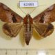 62483p Noctuidae Ogovia pudens Uganda $17