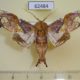 62484p Noctuidae Caligatus venustissima Uganda $13
