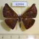 62494p Geometridae Cyphoedma transvolutata Costa Rica $6