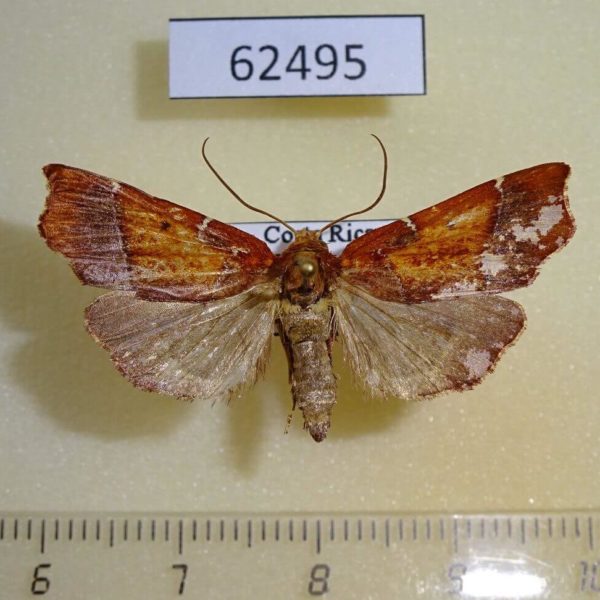 Pyralidae sp. Costa Rica
