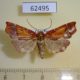 62495p Pyralidae sp. Costa Rica $4