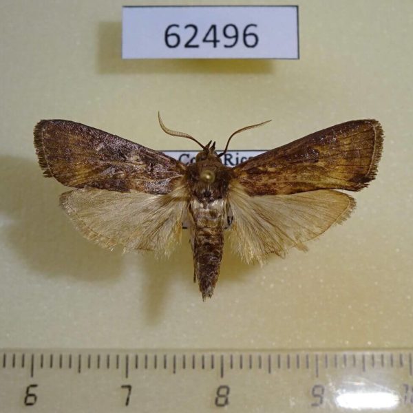 Pyralidae sp. Costa Rica