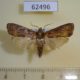 62496p Pyralidae sp. Costa Rica $4