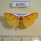 62501p Arctiidae Eilema erythropleura f Madagascar $10