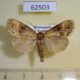 62503p Noctuidae Matopo subarida Madagascar $7