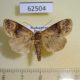 62504p Noctuidae Matopo subarida Madagascar $7