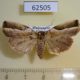 62505p Noctuidae Maliattha pratti Madagascar $7