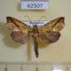 62507p Noctuidae Plusiodonta gueneei Madagascar $12