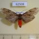 62508p Arctiidae Phryganopteryx incerta Madagascar $10