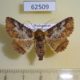 62509p Noctuidae Pericyma mendax Madagascar $9