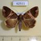 62511p Noctuidae Achaea lenzi Madagascar $15