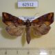 62512p Noctuidae Plusiodonta malagasy Madagascar $10