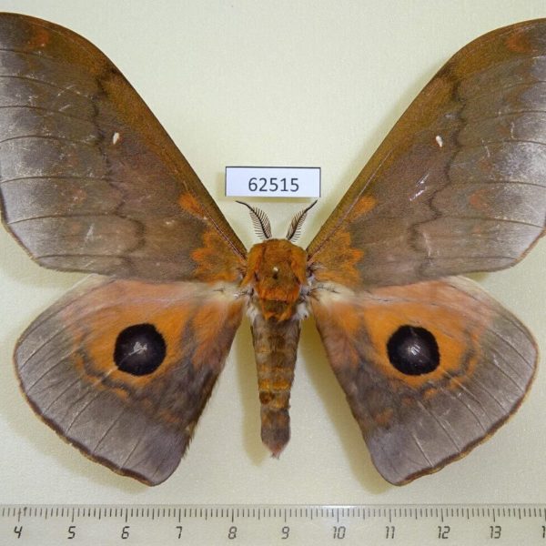 Saturniidae Pseudobunaea tyrrhena Uganda