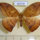 62518p Saturniidae Oxytenis albilunulata Costa Rica $13