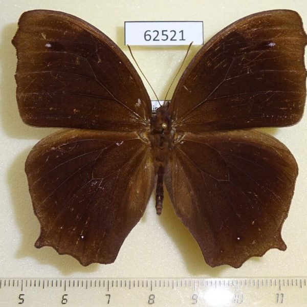 Nymphalidae Melanitis phedima Japan