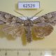 62529p Noctuidae Meganephria kononenkoi Primorye $6