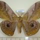 62531p Saturniidae Caligula japonica Khabarovsk reg. $8