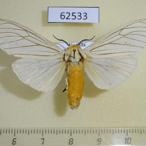 Arctiidae Ustjuzhania lineata Uganda