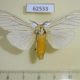 62533p Arctiidae Ustjuzhania lineata Uganda $15