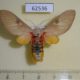 62536p Arctiidae Balacra herona Uganda $40