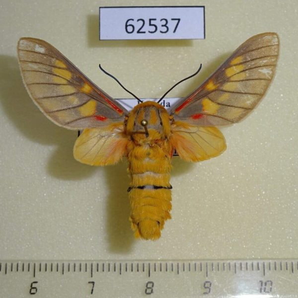 Arctiidae Balacra rattrayi Uganda