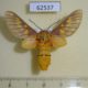 62537p Arctiidae Balacra rattrayi Uganda $25