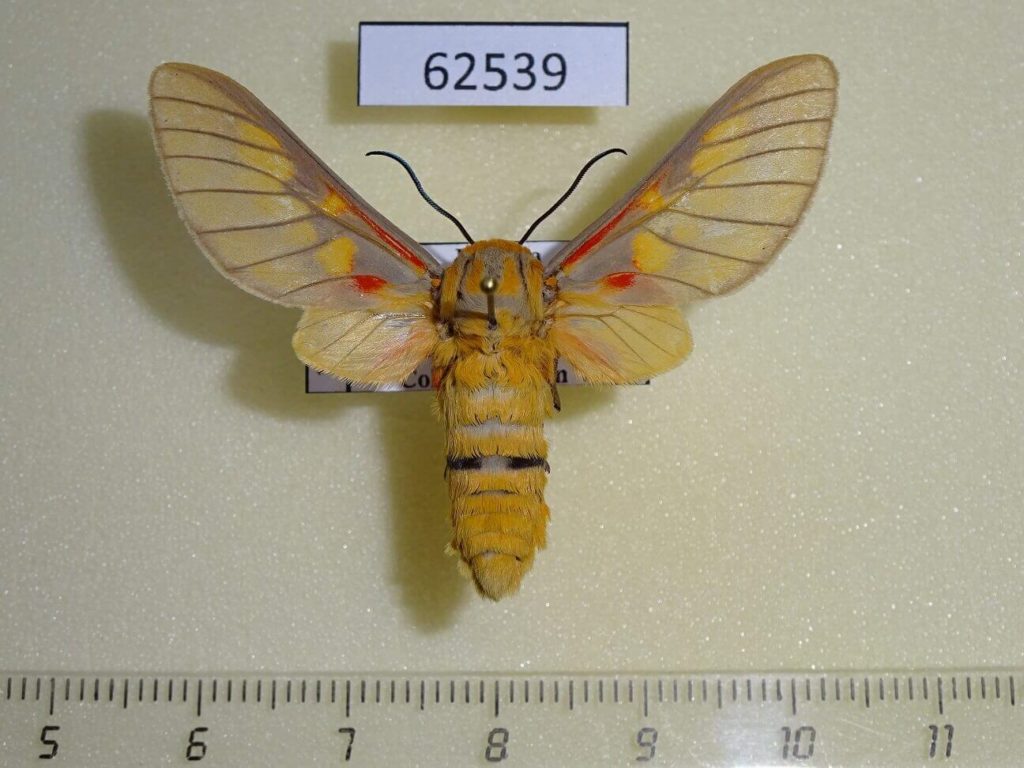 Uganda - Fareastinsects