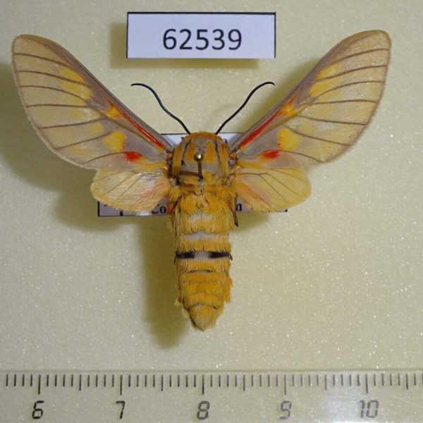 Arctiidae Balacra rattrayi Uganda