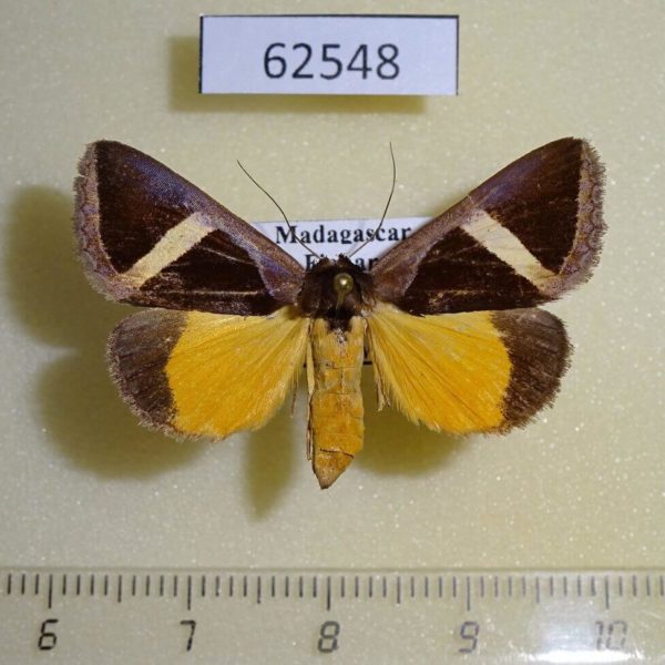 Noctuidae Fodina hayesi f Madagascar