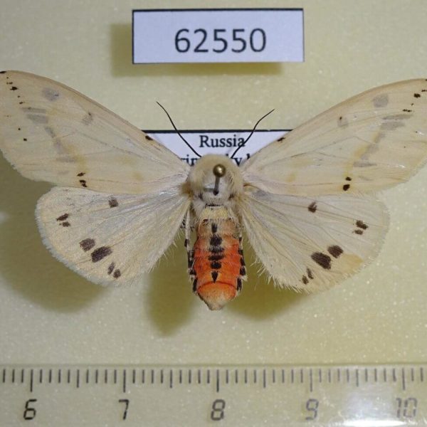Arctiidae Spilarctia seriatopunctata f Primorye