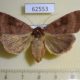 62553p Noctuidae Xestia dilatata f Primorye $12