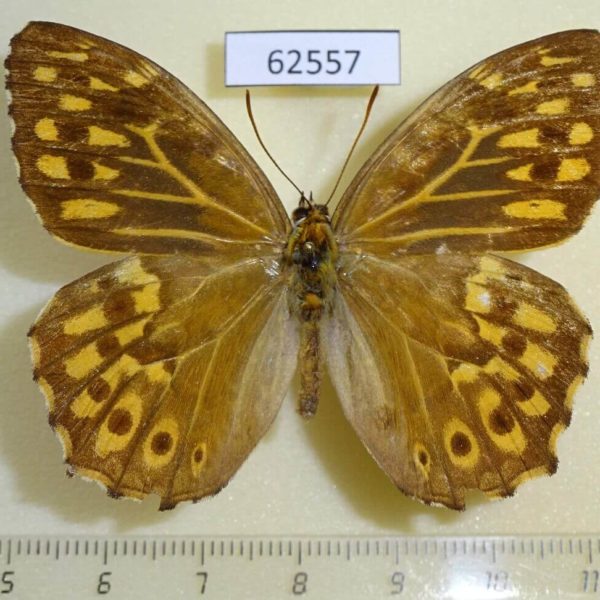 Satyridae Neope goschkevitschii Japan