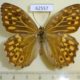 62557p Satyridae Neope goschkevitschii Japan $4