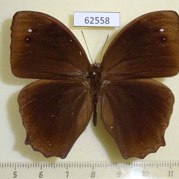 Nymphalidae Melanitis phedima Japan