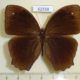 62558p Nymphalidae Melanitis phedima Japan $7