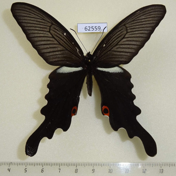 Papilionidae Papilio macilentus Japan