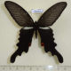 62559p Papilionidae Papilio macilentus Japan $10