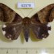 62570p Noctuidae Achaea lienardi Uganda $13