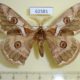 62581p Saturniidae Caligula boisduvalii Primorye $6