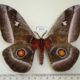62584p Saturniidae Bunaea alcinoe Uganda $25