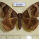 62586p Noctuidae Achaea durfa f Uganda $15