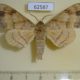62587p Sphingidae Andriasa contraria suffusa Uganda $16