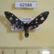 62588p Arctiidae Amata sp. Uganda $18