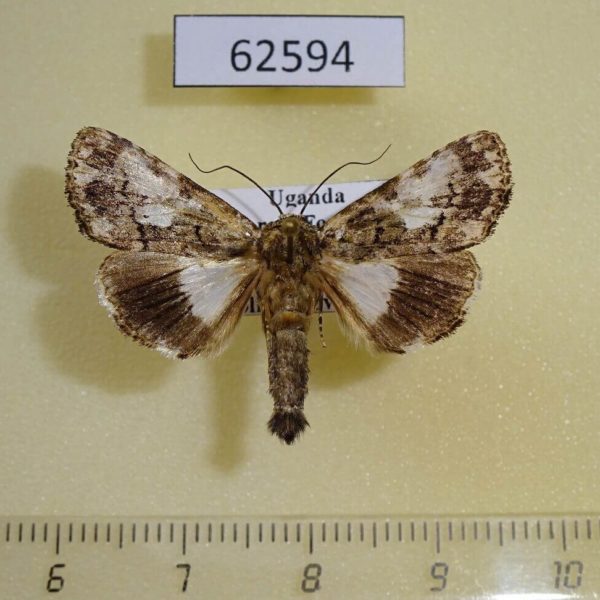 Noctuidae Aedia iridocosma Uganda