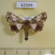62594p Noctuidae Aedia sp. iridocosma Uganda $10
