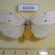 62606p Arctiidae Arctiananna sp. collinsii f Uganda $12