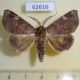 62616p Noctuidae Euheterospila pectinicornis Uganda $6