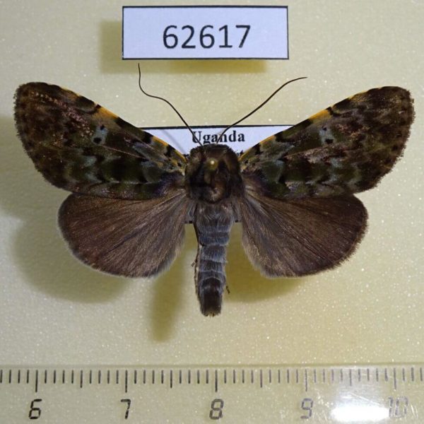Noctuidae Eudrapa mollis Uganda