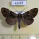 62617p Noctuidae Eudrapa mollis Uganda $12
